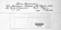 Uromyces cytisi image